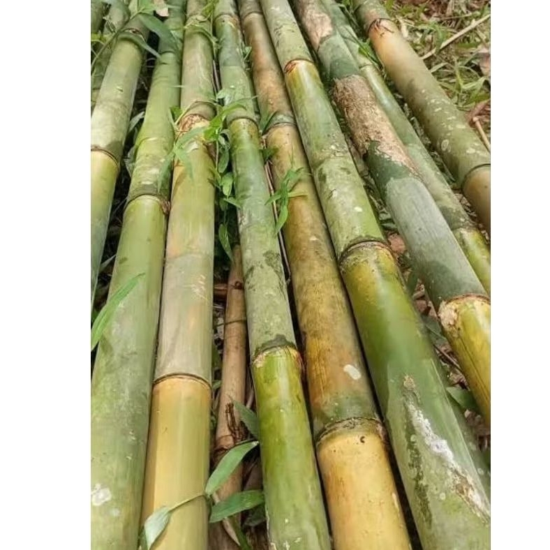 potongan bambu APUS tua panjang 2 meter