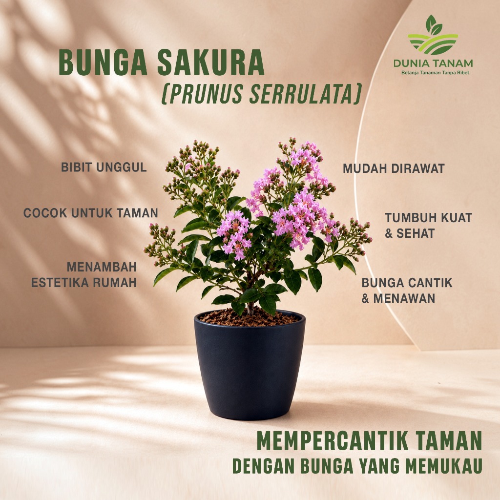 bibit pohon Tanaman Hias pohon bunga hidup Sakura tabebuya pink