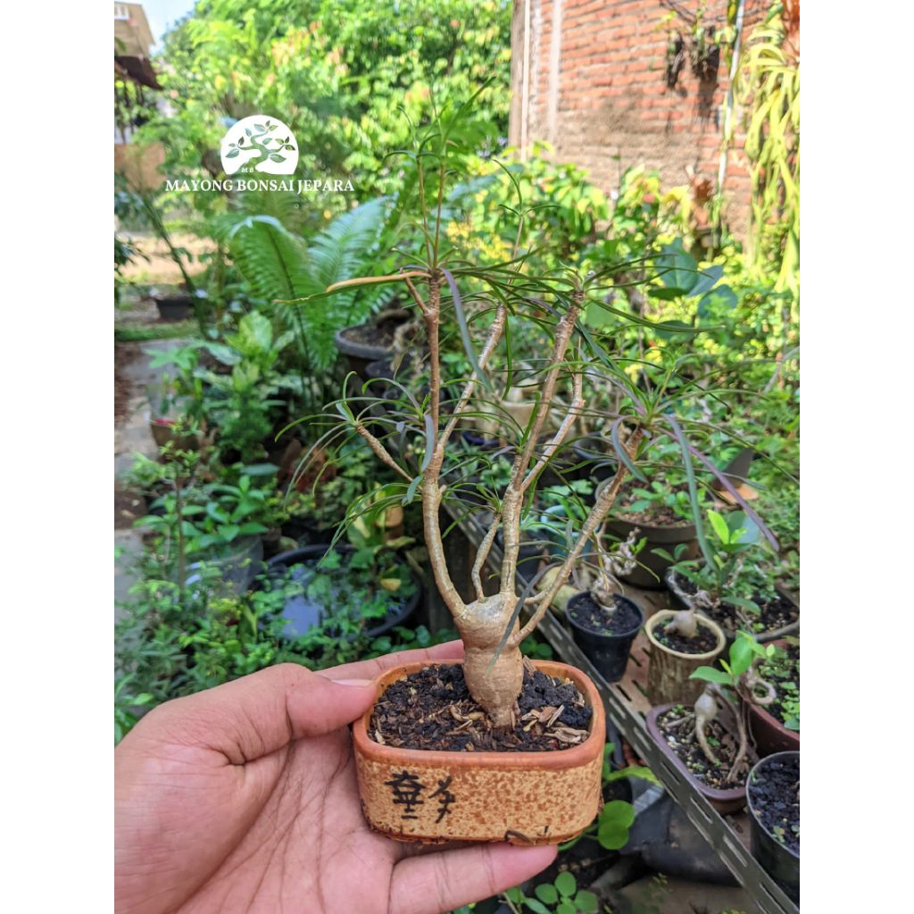 Tanaman hias euphorbia Hedyotoides Caudex bonsai mame