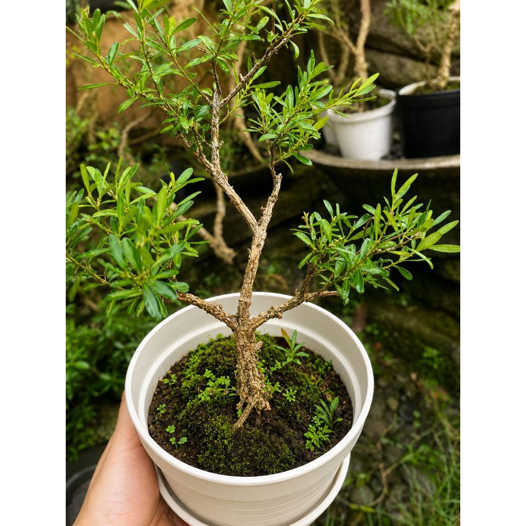 Bahan bonsai boxus