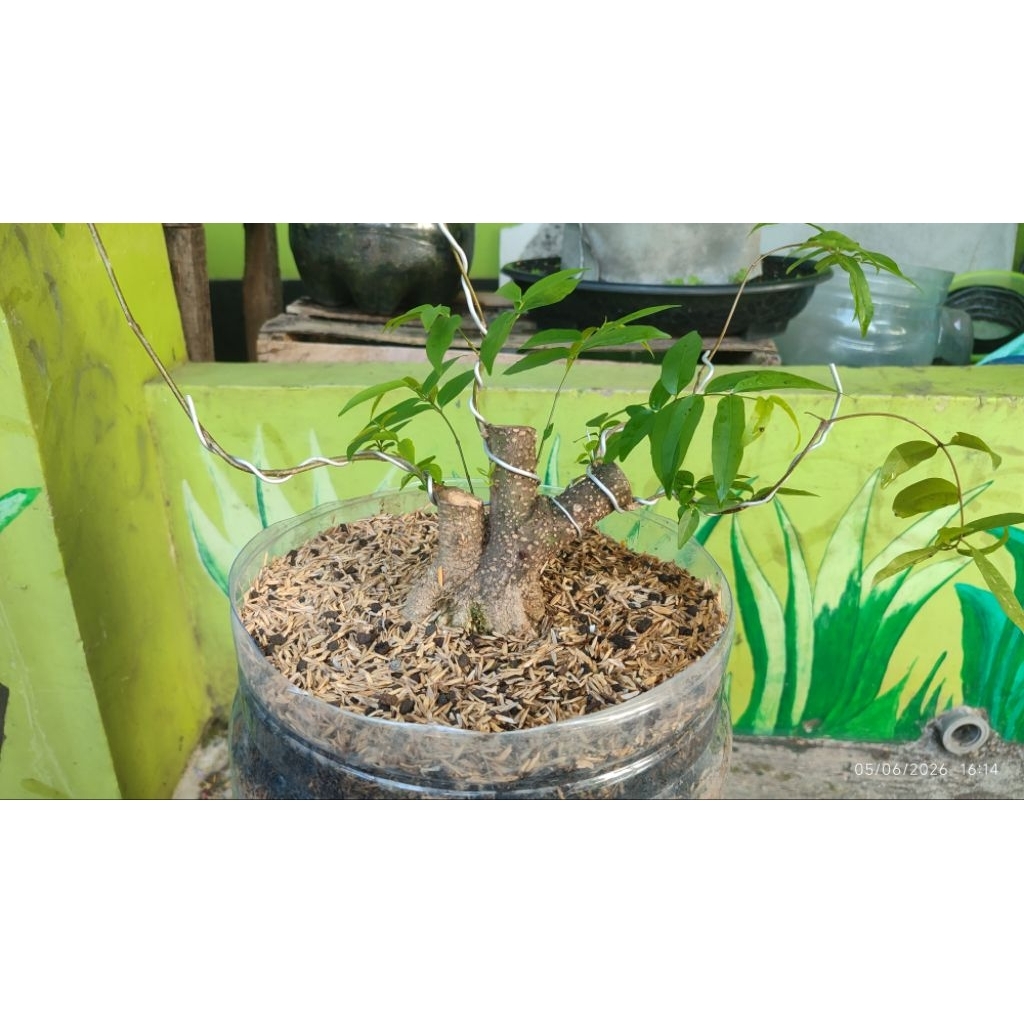 bonsai Anting putri prokar bogel