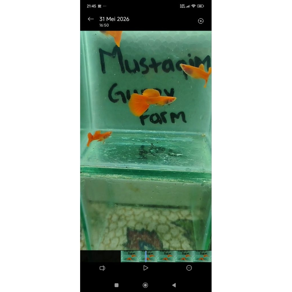 guppy afr glass belly