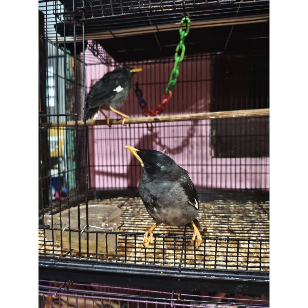 LOLOHAN BURUNG JALAK KEBO ANAKAN BULU KAPAN
