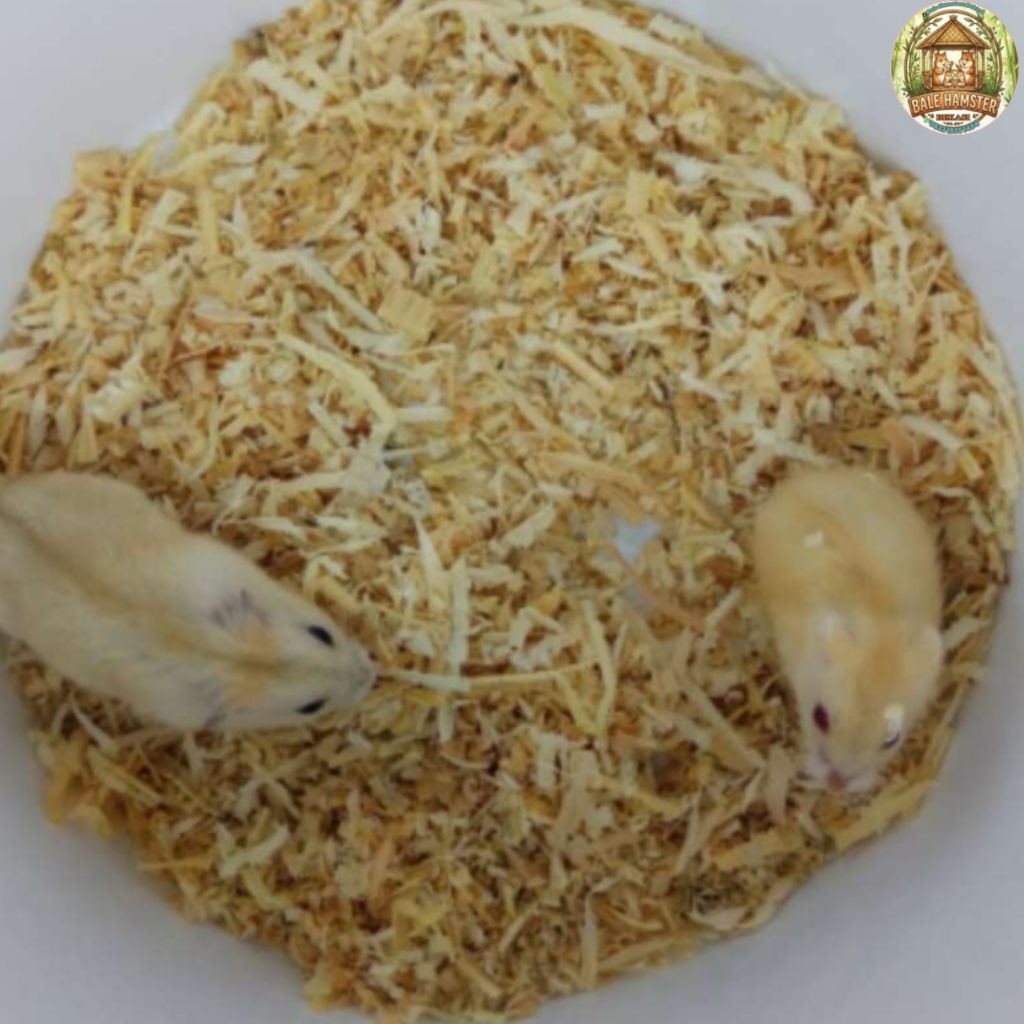 HAMSTER WINTER WHITE GOLDEN USIA 1-2 BULAN