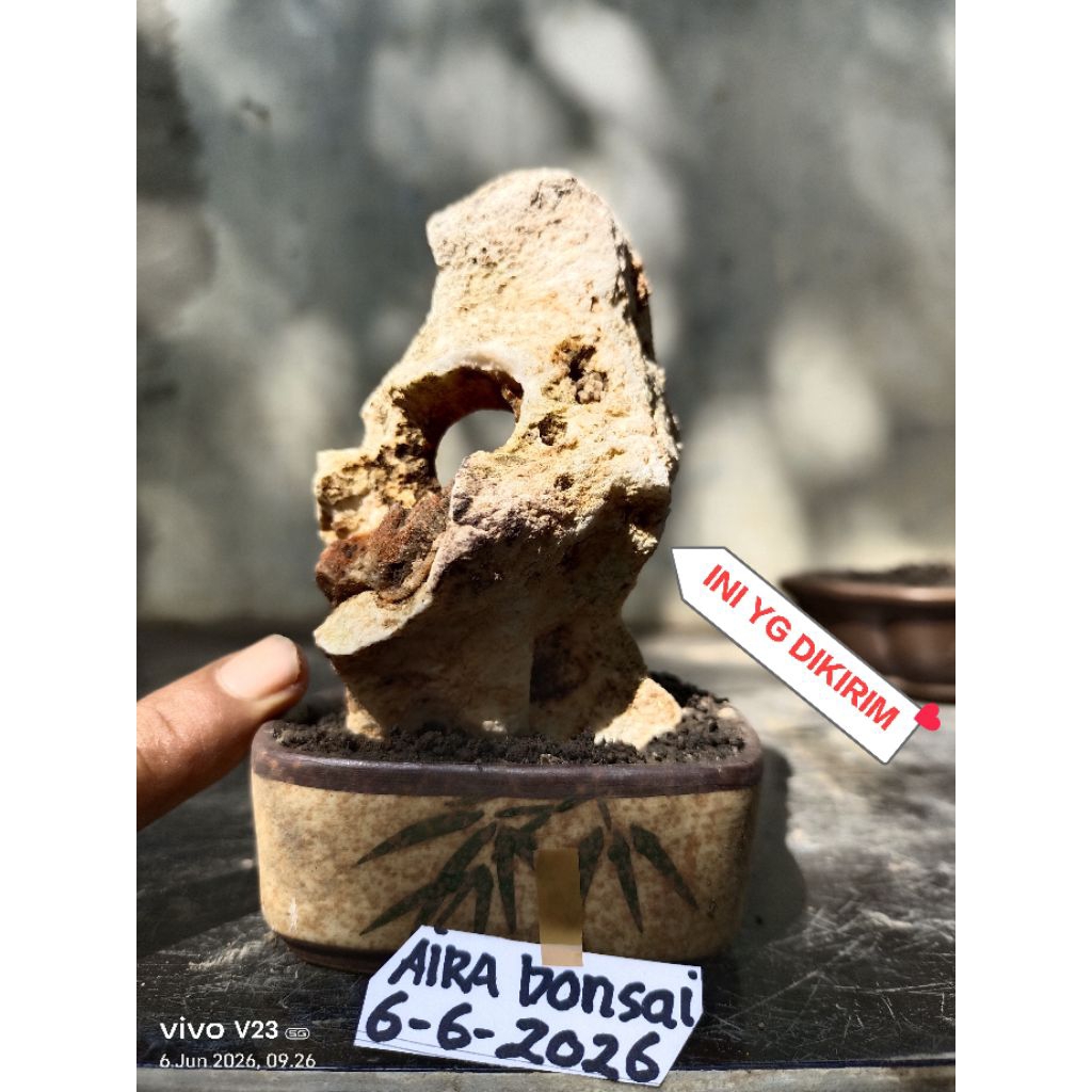 batu karang untuk bonsai