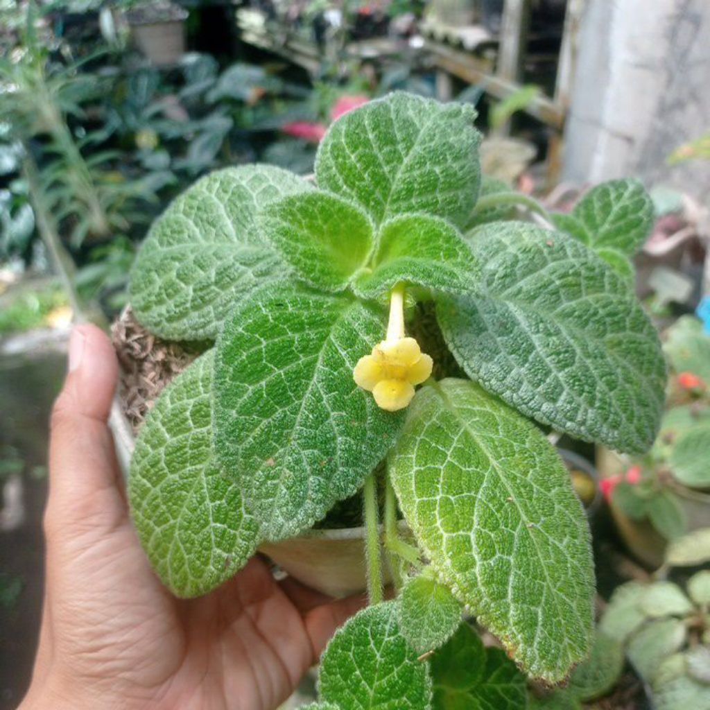 Episcia Golden Frog bunga kuning