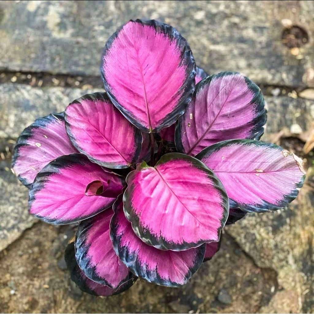 Calathea Crimson Remaja Rimbun - Tanaman Hias Calathea