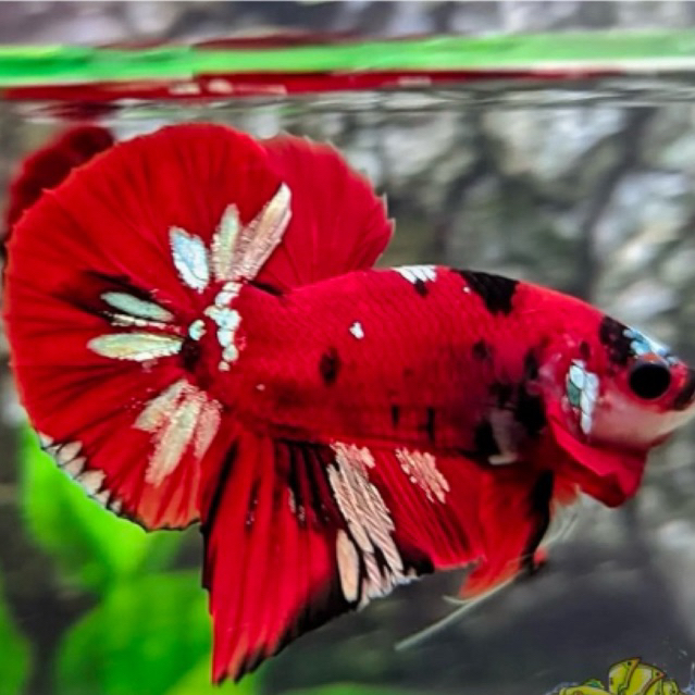 Red Koi Cooper Plakat HMPK Cupang Jantan Berkualitas