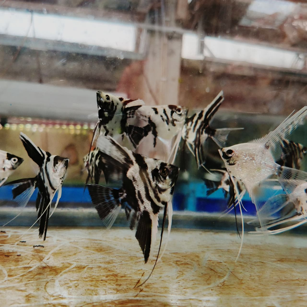 Ikan Hias Manfish / Layang-layang GARANSI IKAN HIDUP