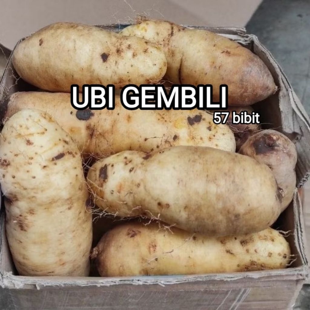 ubi gembili ketan 1kg fress mentah / ubi kemayung