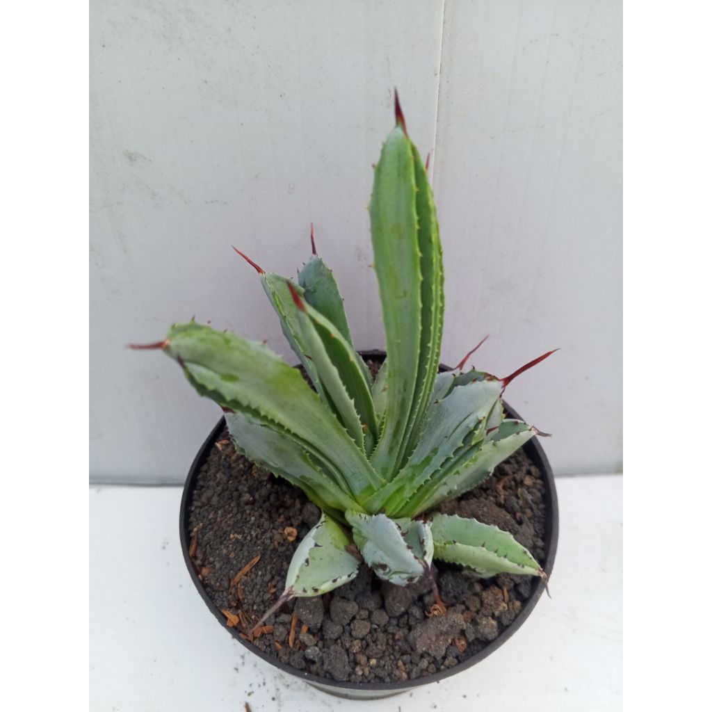 agave potatorum cibic