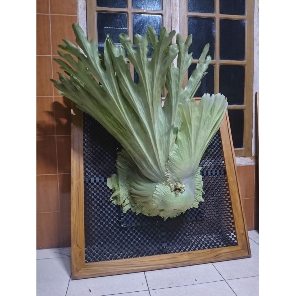 platycerium wandae papua