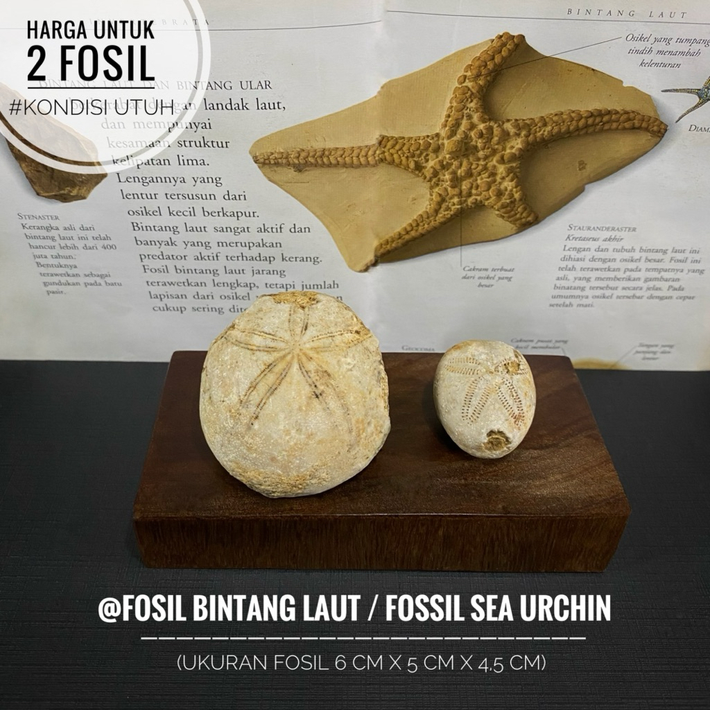 Fosil Bintang Laut Purba B6 atau Fossil Sea Urchin atau Fossil Star Fish atau Fosil Landak Laut atau
