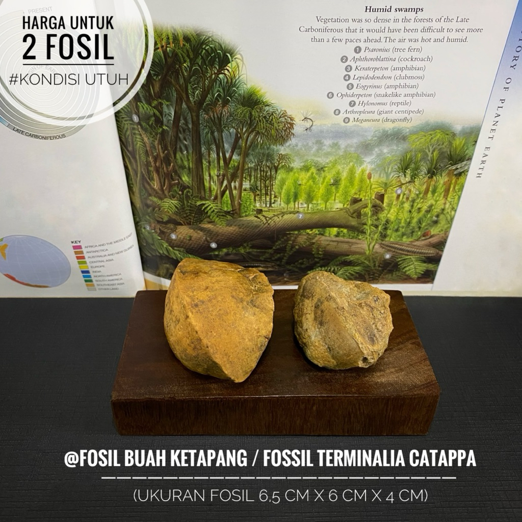 Fosil Buah Ketapang Purba C26 atau Fossil Terminalia Catappa atau Fosil Ketepeng Temuan