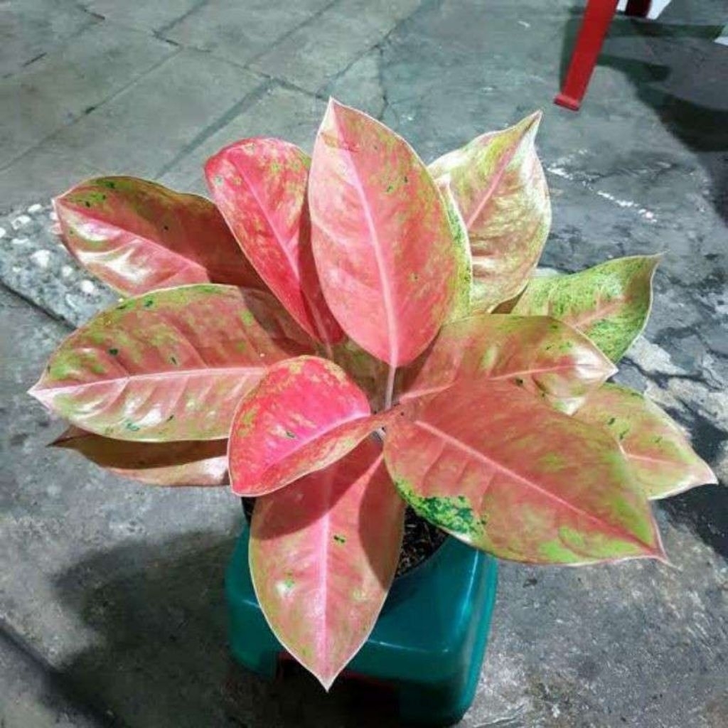 Aglaonema Big Roy