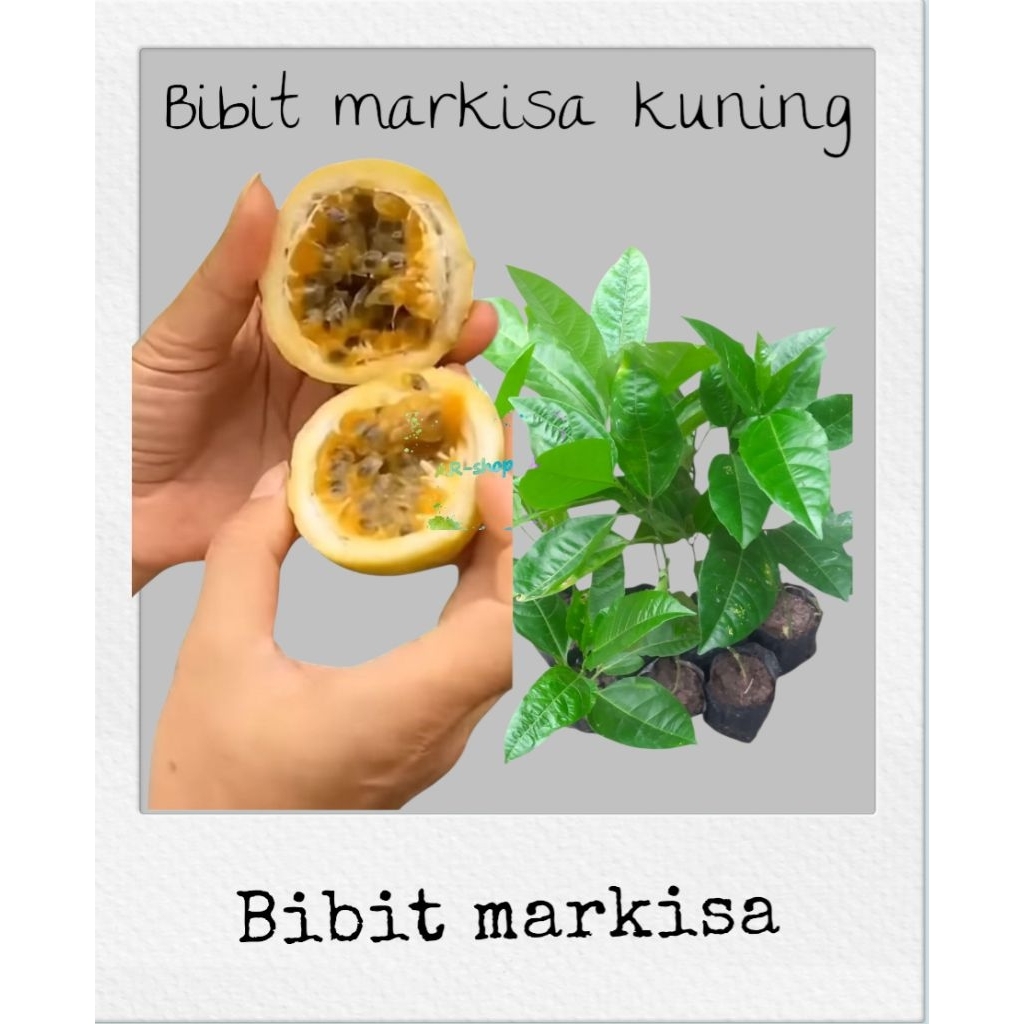 bibit markisa asam manis unggul siap tanam | bibit markisa kuning