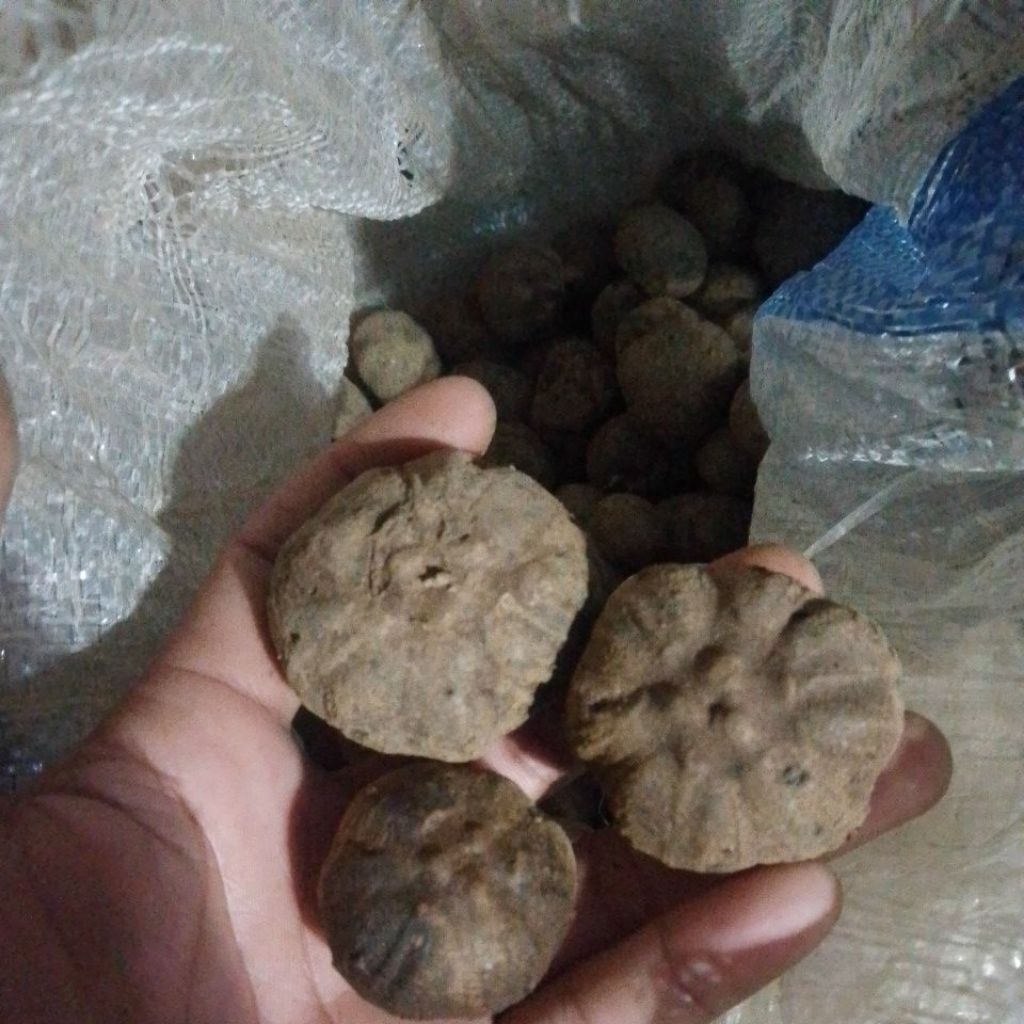 katak porang superan besar"
