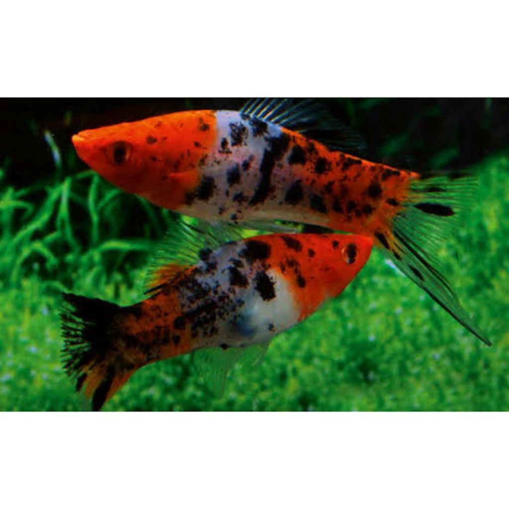 platy sanke swordtail