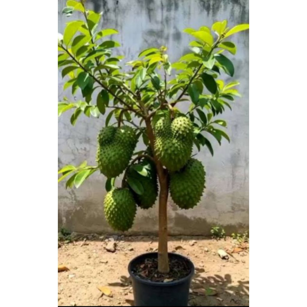 bibit,sirsak,madu,berkuwalitas, unggulan,beli(3)bonus(1)bibit,jeruk,kasturi