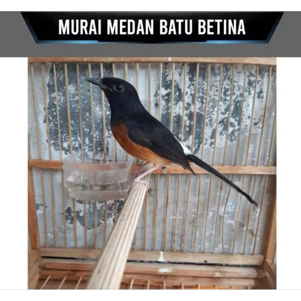 Burung Murai Betina Mulus