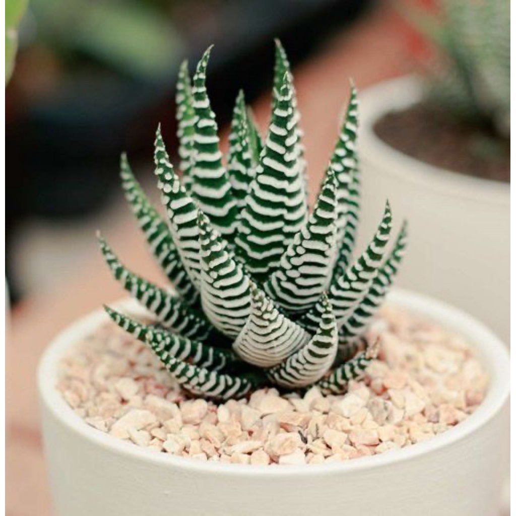Haworthia zebra