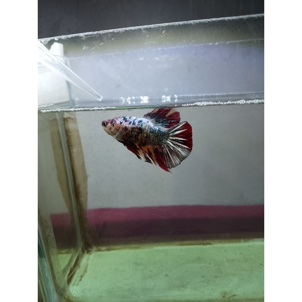 TERLARIS Cupang giant barongsai