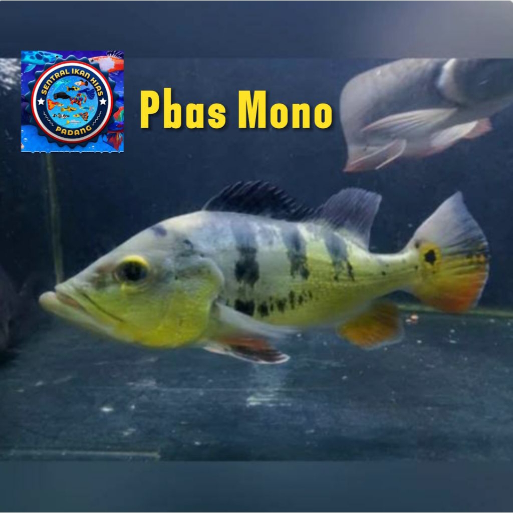 Pbas Mono 7/8 cm