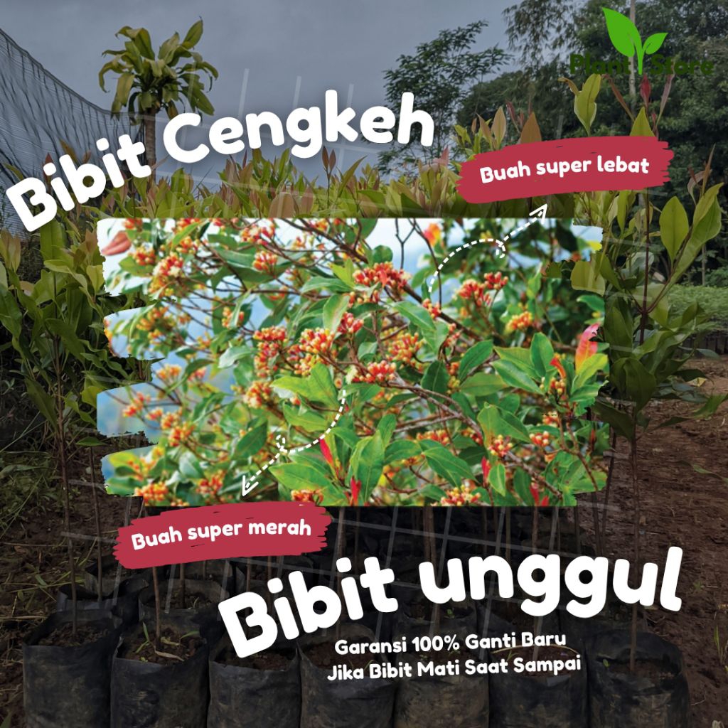Bibit Cengkeh Zanzibar Unggul Super Lebat – Bibit Tanaman Cengkeh Bergaransi