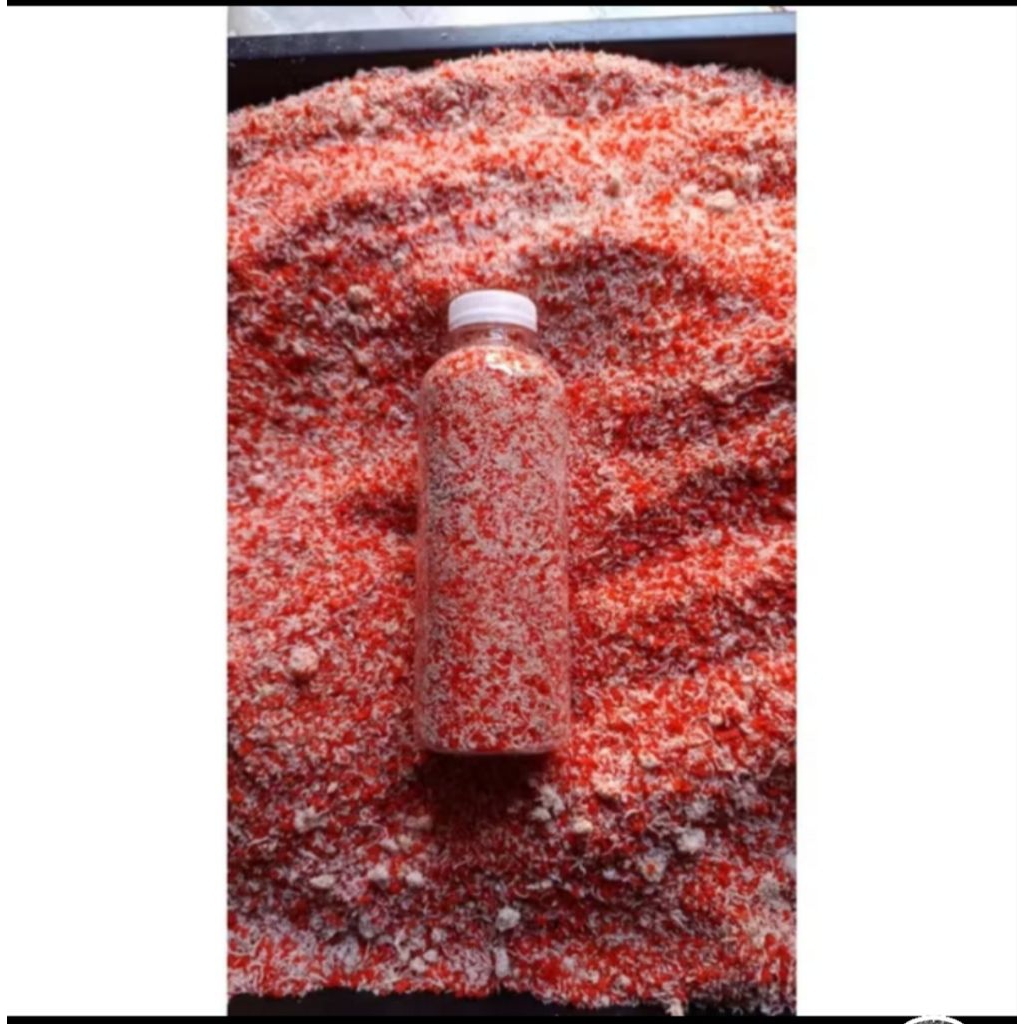 pakan khusus kelomang merah