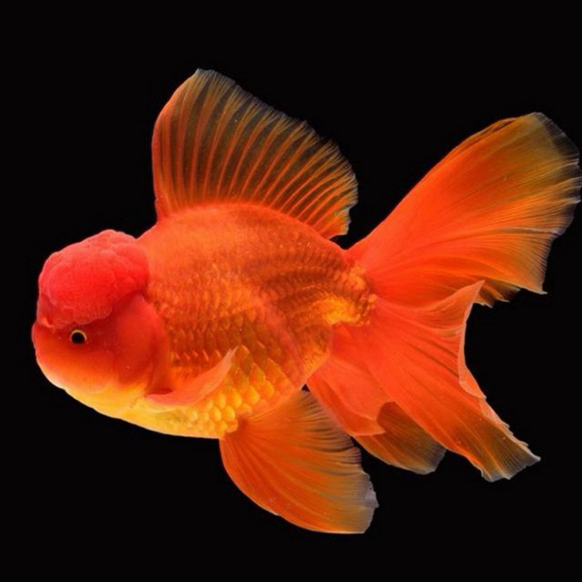 [IKNKU Official] Hiasan Koki Oranda Jambul Size Medium