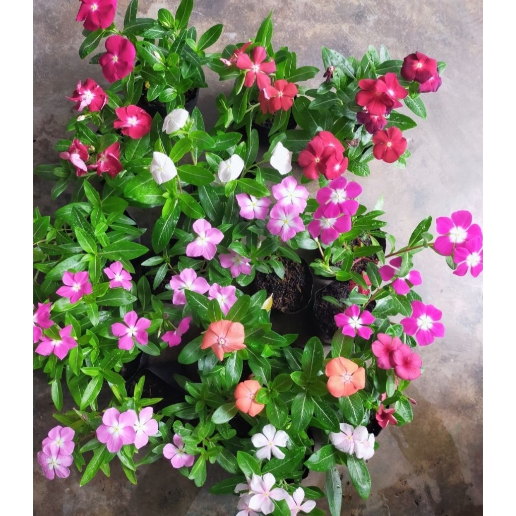 bunga vinca hidup
