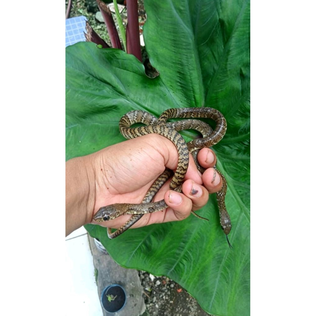 baby jali ptyas mucosa/mucosus