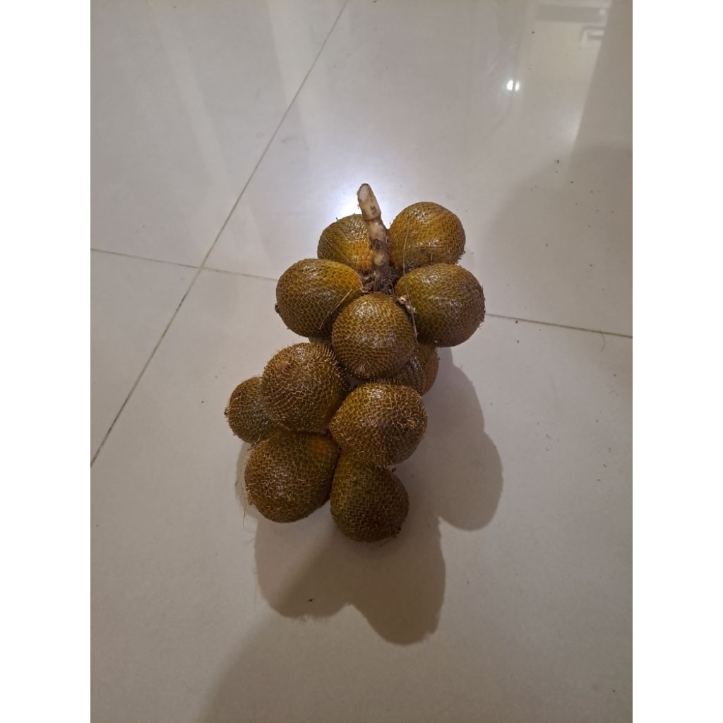 salak gading segar