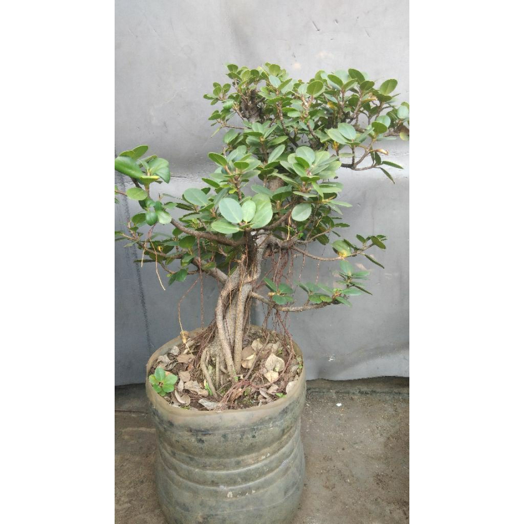 Bonsai Pohon Beringin Dolar