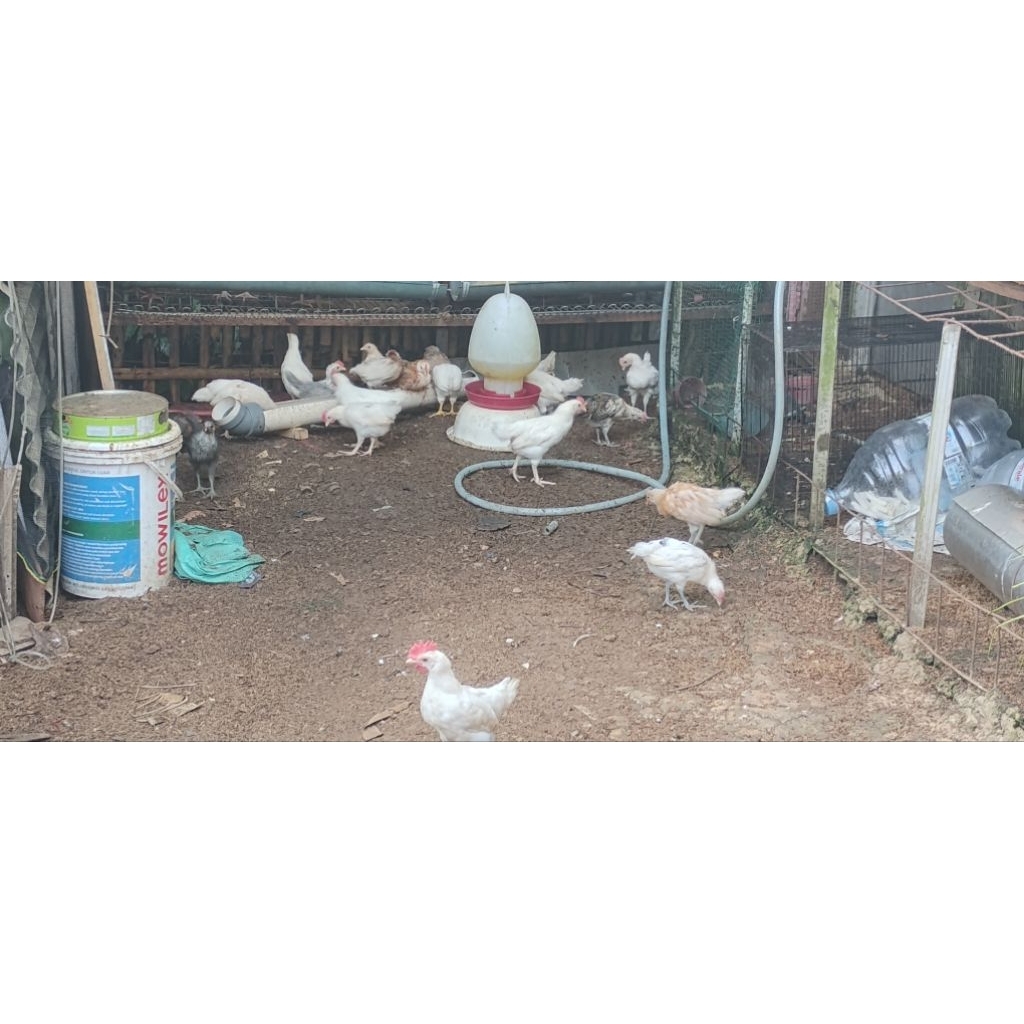 ayam kampung petelur elba umur 1bulan