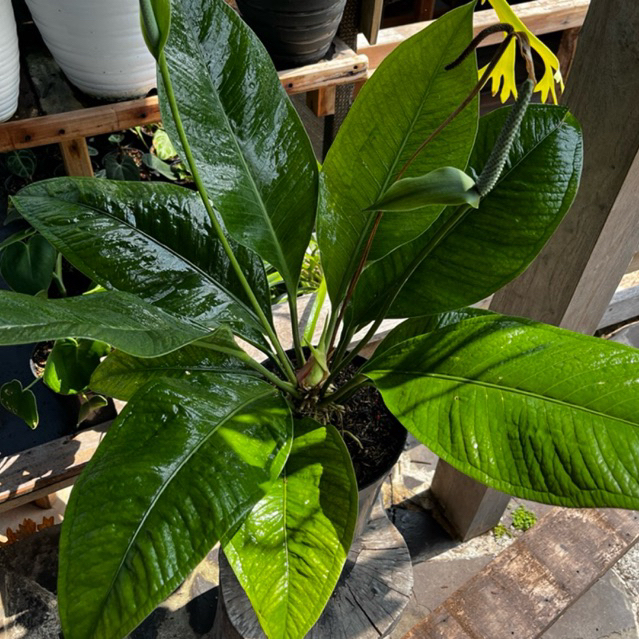Tanaman Hias Anthurium Levis ( Anthurium Oxycapurm )
