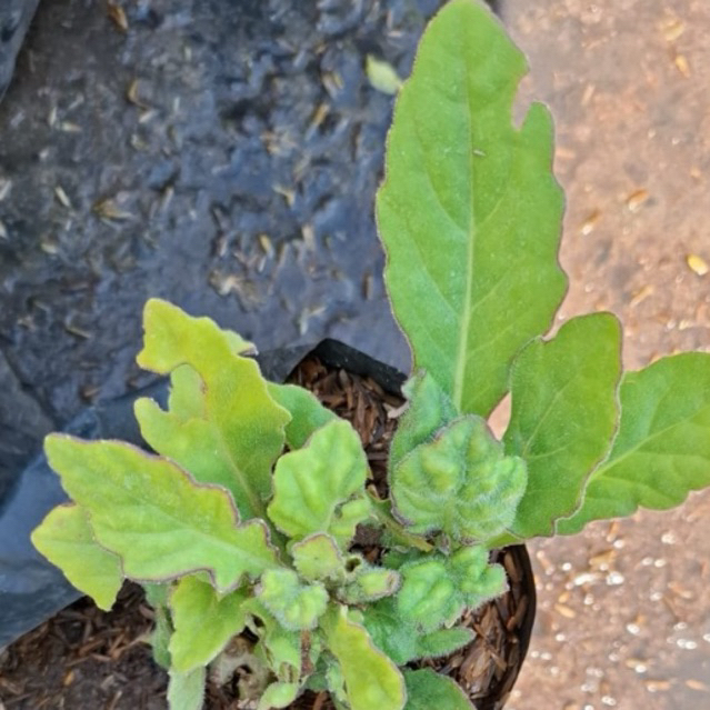 Daun dewa / tanaman daun dewa / daun tapak dewa / gynura