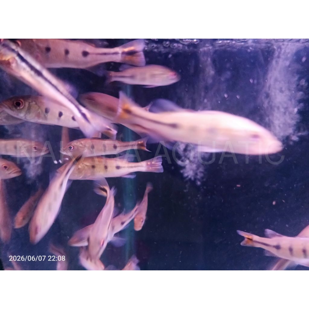 Pbass kelberi bahia 6-7cm Pelet