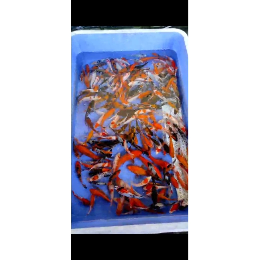 PAKET 3 EKOR KOI BLITAR 8 - 12 CM