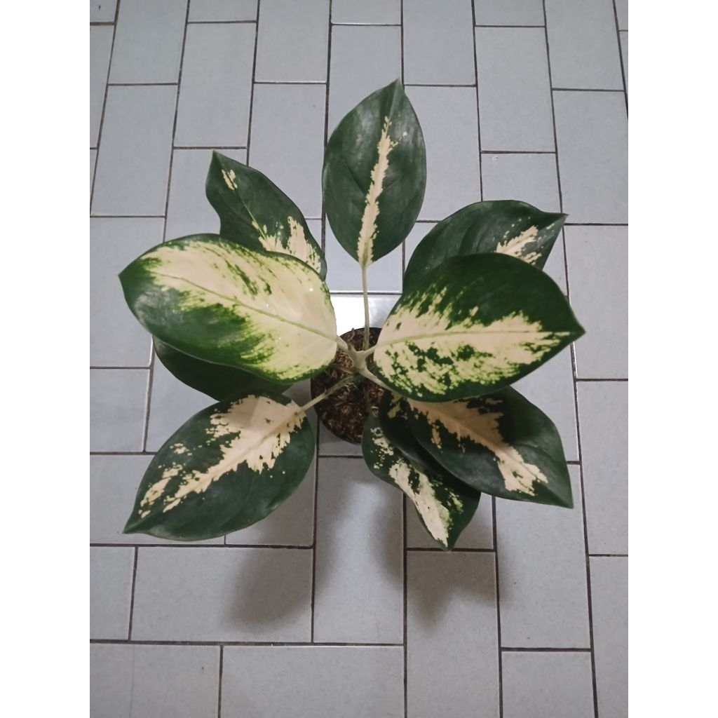 Aglaonema Kochin cahaya