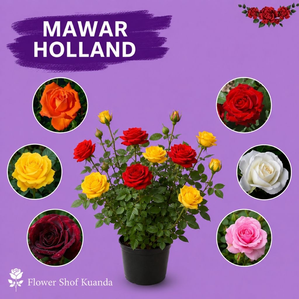 Mawar holland