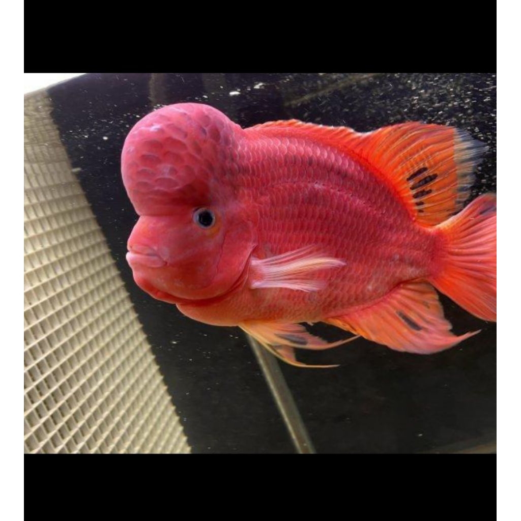 Burayak Ikan Louhan Super Red Monkey Thailand Ukuran 3-5 CM SRM Prospek Jenong Merah Super Sehat Akt