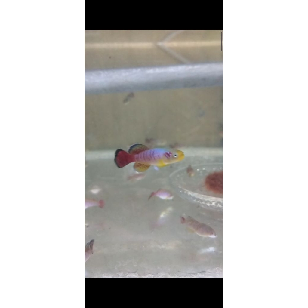 Killifish Guentheri Red