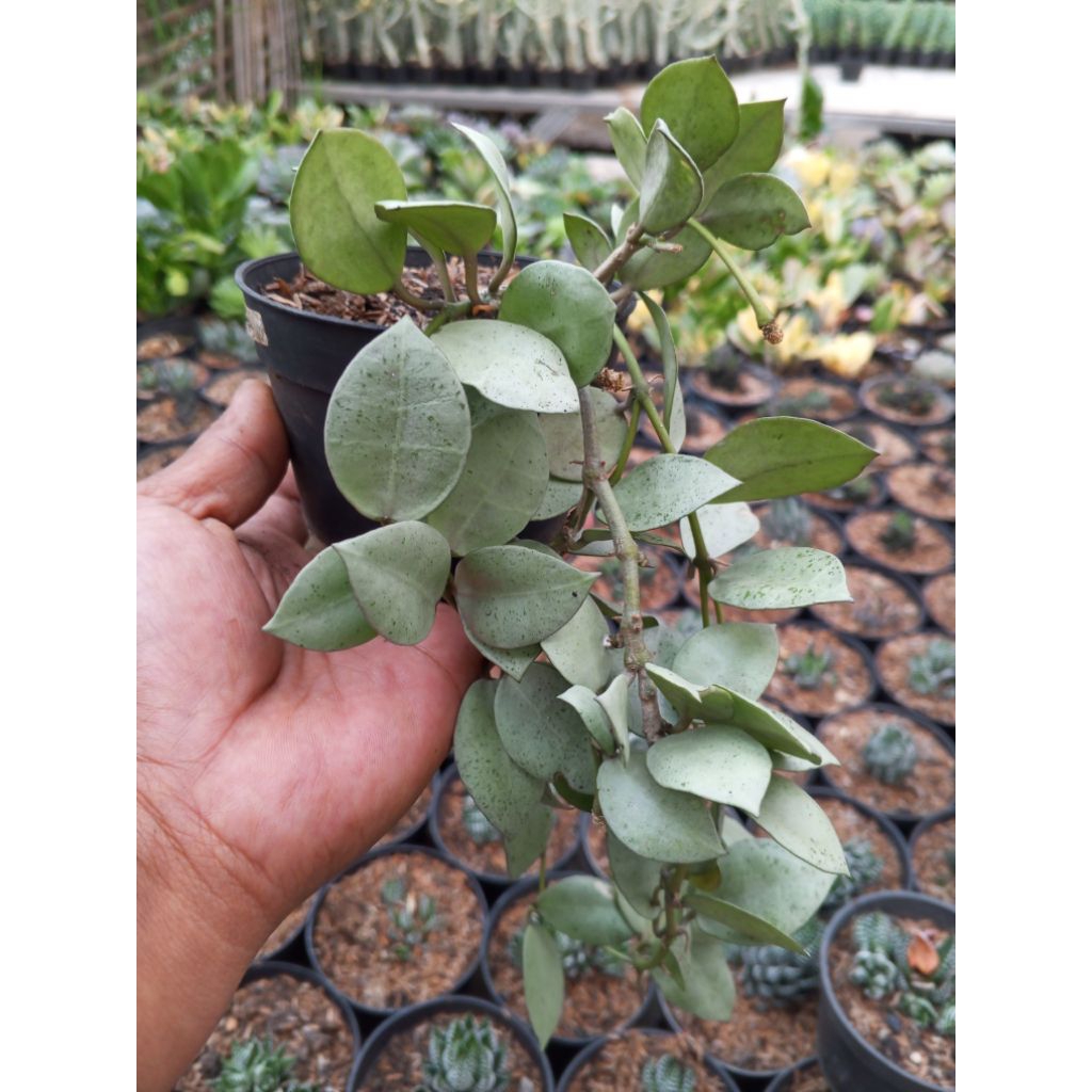 Hoya lacunosa 'Silver Mint Coin