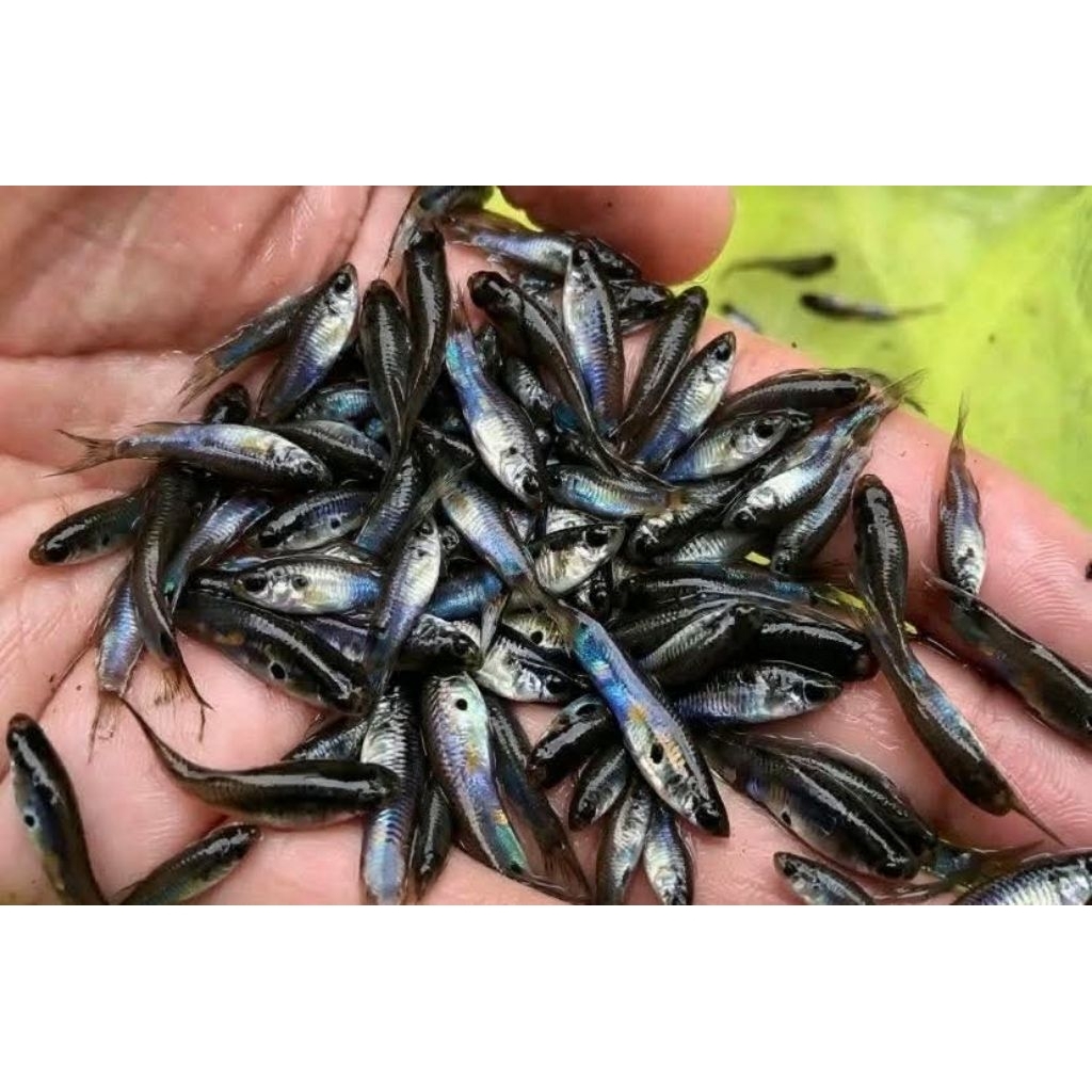 Ikan Cere Hidup Pakan Ikan Predator