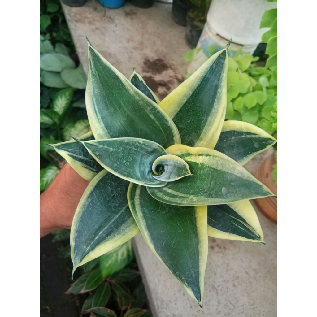 Sansiviera Pagoda + pot |siap pajang