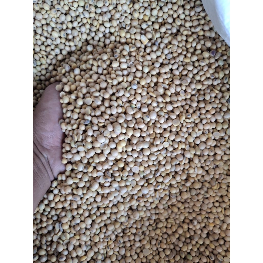KEDELAI IMPOR BOLA 1KG