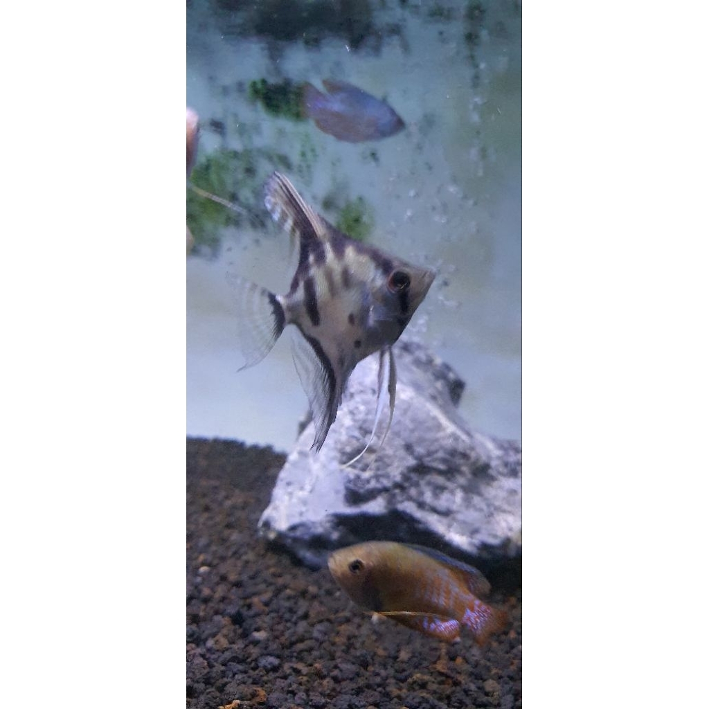 ikan hias manfish