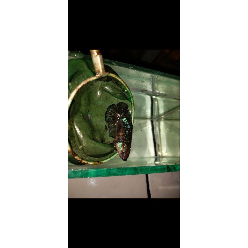 Cupang Betina Fullegg Plakat Double Tail Avatar REAL PICT