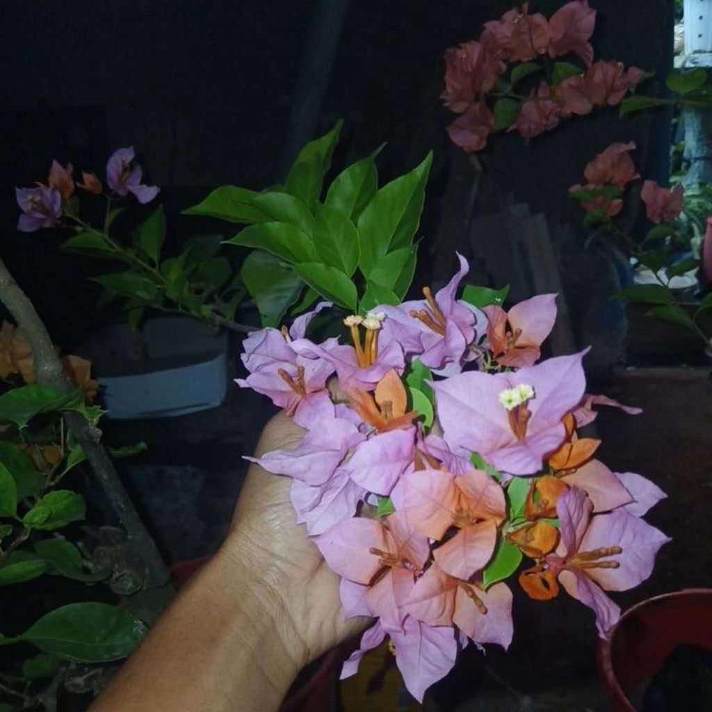 bugenvil 2 warna tri color vs lokal